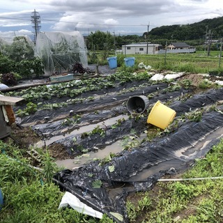 自給自足しよう！貸し農園利用者募集！ - 大津市