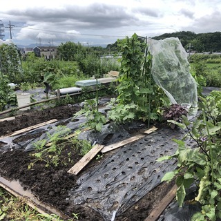 自給自足しよう！貸し農園利用者募集！ - 短期賃貸