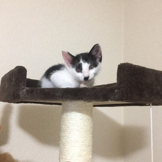 １ヶ月の子猫の里親になって下さい