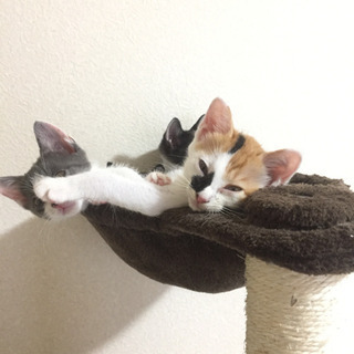 １ヶ月の子猫の里親になって下さい − 千葉県
