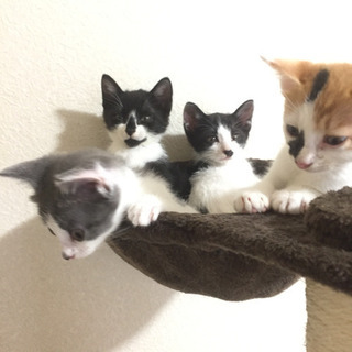 １ヶ月の子猫の里親になって下さい - 八千代市