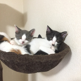 １ヶ月の子猫の里親になって下さい - 猫