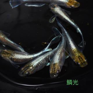 高級メダカ　卵　ベビー　販売してます！