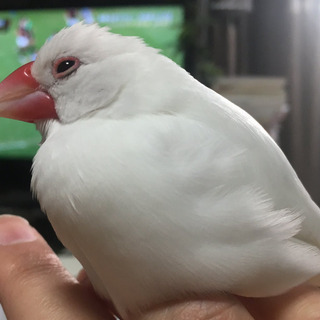 文鳥など鳥を飼っている人募集♪