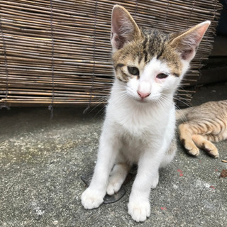 生後3ヶ月の2匹の子猫