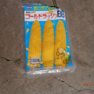 激安　とうもろこし　「ゴールドラシュ88」　非常に甘い　七飯駅横...