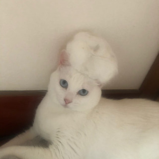 白猫♀しおちゃん　里親決まりました − 群馬県
