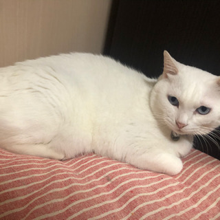 白猫♀しおちゃん　里親決まりました - 猫
