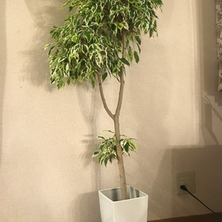 観葉植物　ベンジャミンスターライト