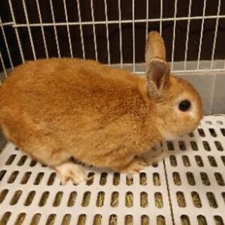 ネザーランドドワーフ うさぎ