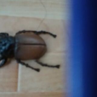 カブトムシ