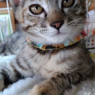 はにかみ屋のサビキジ子猫(8/2譲渡会) - 福岡市