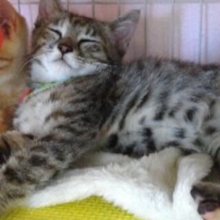 はにかみ屋のサビキジ子猫(8/2譲渡会) - 猫