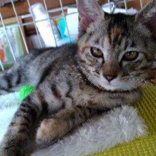 はにかみ屋のサビキジ子猫(8/2譲渡会)