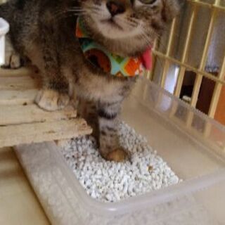 はにかみ屋のサビキジ子猫(8/2譲渡会) − 福岡県
