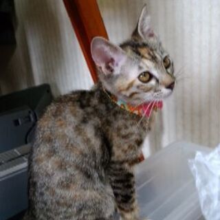 はにかみ屋のサビキジ子猫(8/2譲渡会) - 里親募集