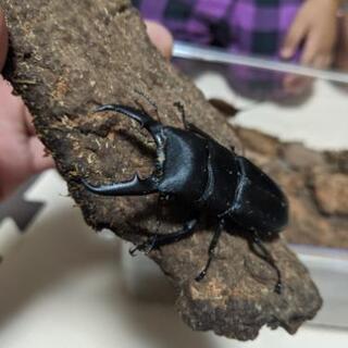カブトムシやクワガタ