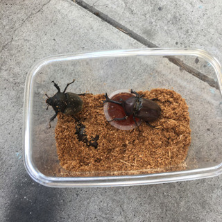 カブトムシ、オスメスの画像