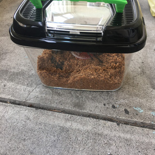 カブトムシ、オスメスの画像