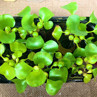 ホテイアオイ 1株50円
