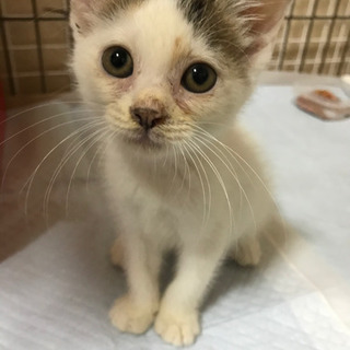 生後約2ヶ月の子猫　女の子