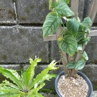 観葉・シダ植物
