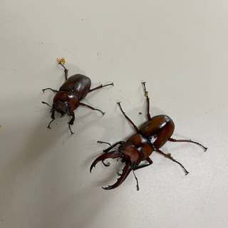 トカラノコギリクワガタ(悪石島)幼虫の画像