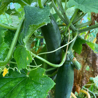 夏野菜の好きな方
