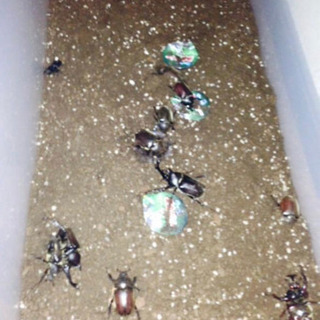 カブトムシ&クワガタ1匹200円、2匹300円、虫カゴ付き2匹500円