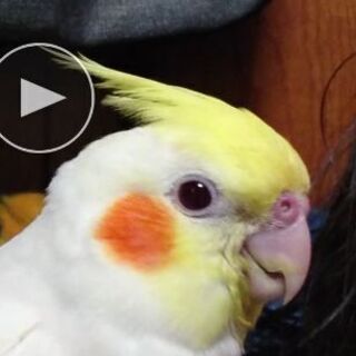 おかめインコを迷子にさせてしまいました。