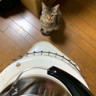 遊ぶの大好き、キジトラの女の子です。 - 猫