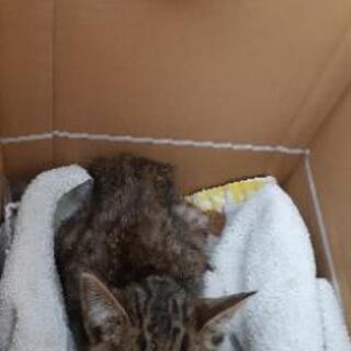 キジトラ　子猫　メス　