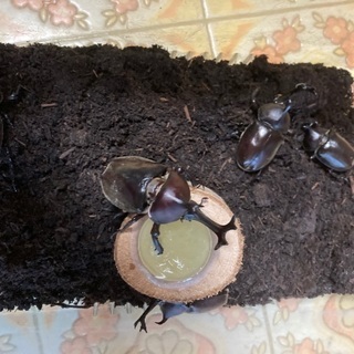 カブトムシのオス
