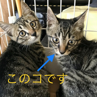 ▪️キジ@キリ眉♂▪️2〜3ヶ月の仔猫3兄弟です！