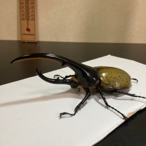 【美形】ヘラクレスオオカブト オス(約152mm) 後食済即ブリ可能