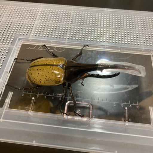 【美形】ヘラクレスオオカブト オス(約152mm) 後食済即ブリ可能