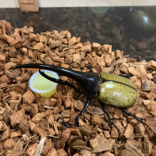 【美形】ヘラクレスオオカブト オス(約152mm) 後食済即ブリ可能