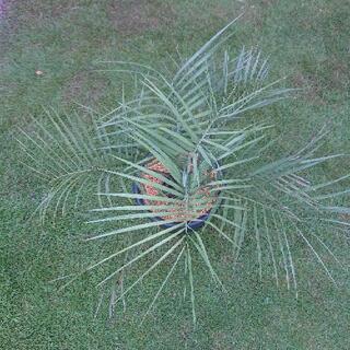 ココスヤシ ！の画像