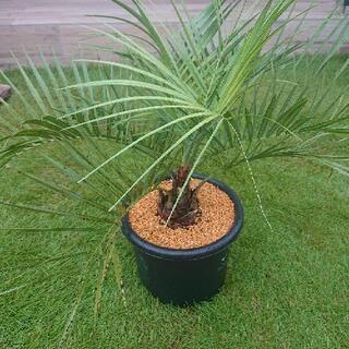 ココスヤシ ！の画像