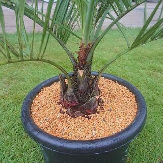 ココスヤシ ！の画像