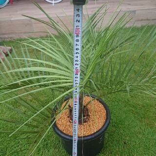 ココスヤシ ！の画像