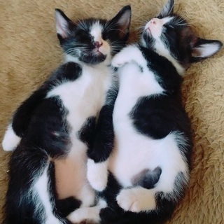 一カ月前に子猫が生まれました