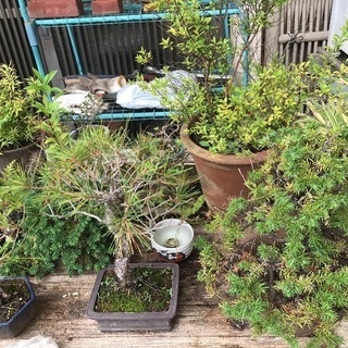 盆栽たくさんあります