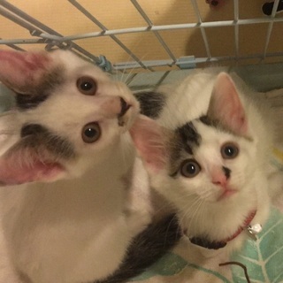 可愛い子猫姉弟の家族を探しています