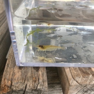 ミナミヌマエビ　M〜Lサイズ　15匹