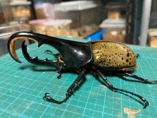 ヘラクレスオオカブト　　ペア