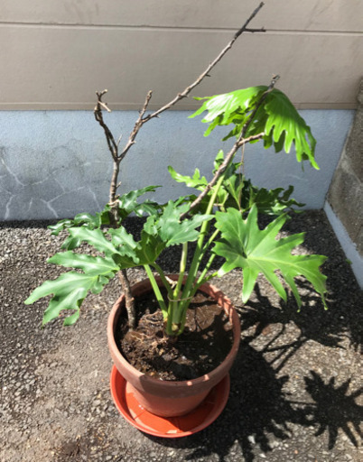 ★セローム「観葉植物」B