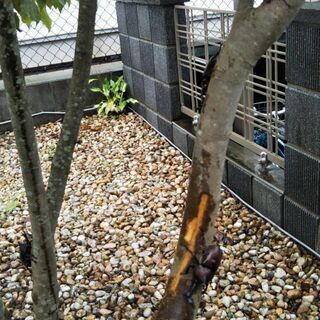 昆虫採集の画像