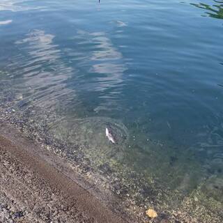 海釣り仲間