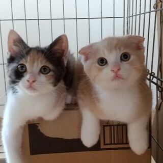 仲良し兄妹3か月齢 賑やか家族に迎えられました😊ご応募ありがとう...